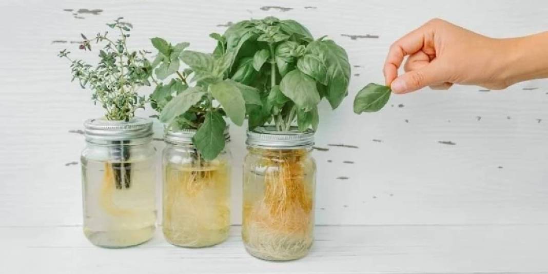 Kökünü suyun içerisine koyun ve ne kadar hızlı büyüdüğünü izleyin! Ne toprak ne de saksı: Yetişmesi için su yetiyor 4